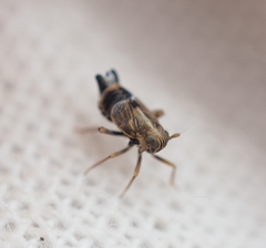 Dicranotropis hamata