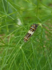 Papilio polyxenes