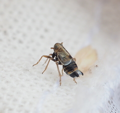 Dicranotropis hamata