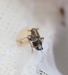 Dicranotropis hamata