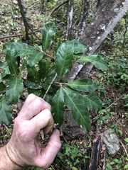 Planchonella pohlmaniana