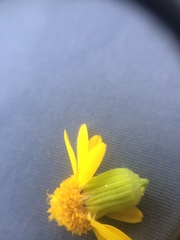 Packera schweinitziana