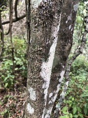 Planchonella pohlmaniana