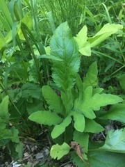 Packera schweinitziana