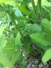 Packera schweinitziana