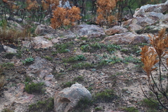 Othonna heterophylla