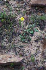 Othonna heterophylla