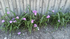 Tradescantia × andersoniana