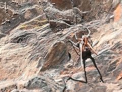 Antaxius