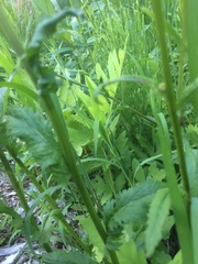 Packera schweinitziana