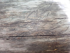 Scolytus intricatus