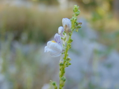 Linaria microsepala