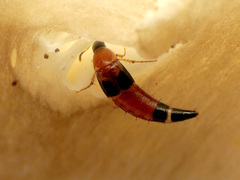 Lordithon cinctus