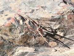 Antaxius