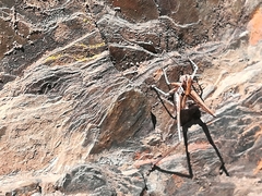 Antaxius