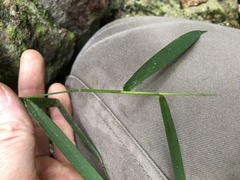 Ottochloa