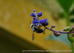 Megachile amparo