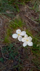 Thalictrum tuberosum