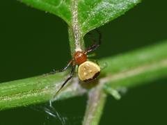 Synema parvulum