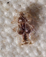 Corythucha incurvata