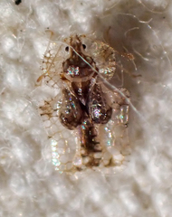 Corythucha incurvata