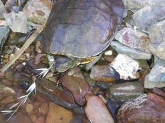 Mauremys leprosa leprosa