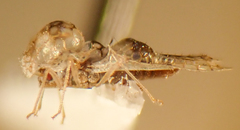 Corythucha incurvata