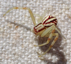 Mecaphesa schlingeri