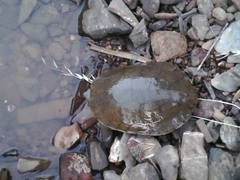 Mauremys leprosa leprosa