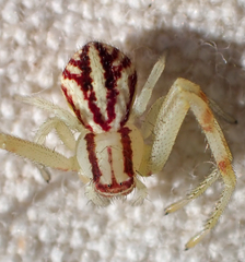 Mecaphesa schlingeri