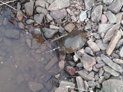 Mauremys leprosa leprosa