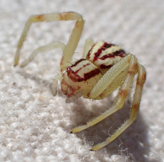 Mecaphesa schlingeri