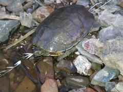 Mauremys leprosa leprosa