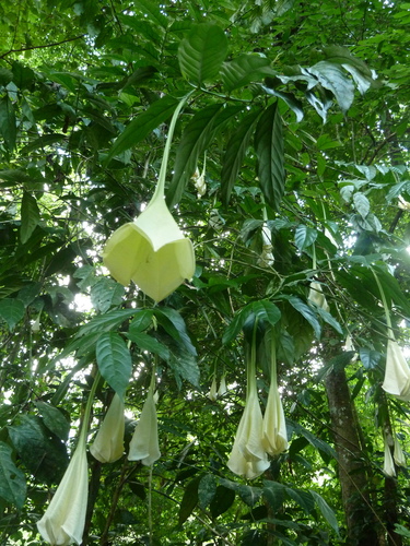 Osa pulchra