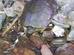 Mauremys leprosa leprosa