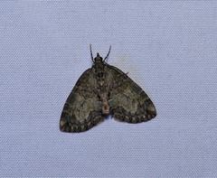 Hydriomena renunciata