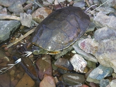 Mauremys leprosa leprosa