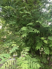 Sorbus aucuparia