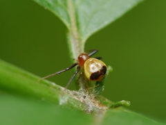 Synema parvulum