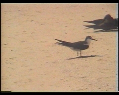 Onychoprion fuscatus