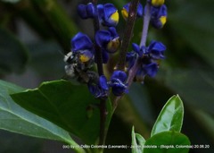 Megachile amparo