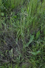 Crepis vesicaria