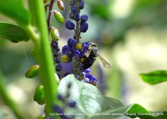 Megachile amparo