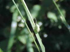 Adelphocoris lineolatus