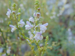 Linaria microsepala