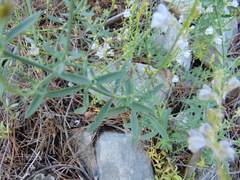 Linaria microsepala
