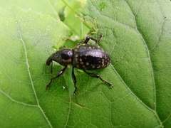 Liparus glabrirostris