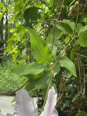 Clematis