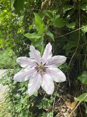 Clematis