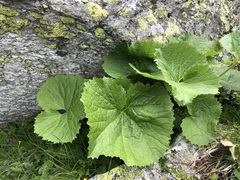 Adenostyles alliariae